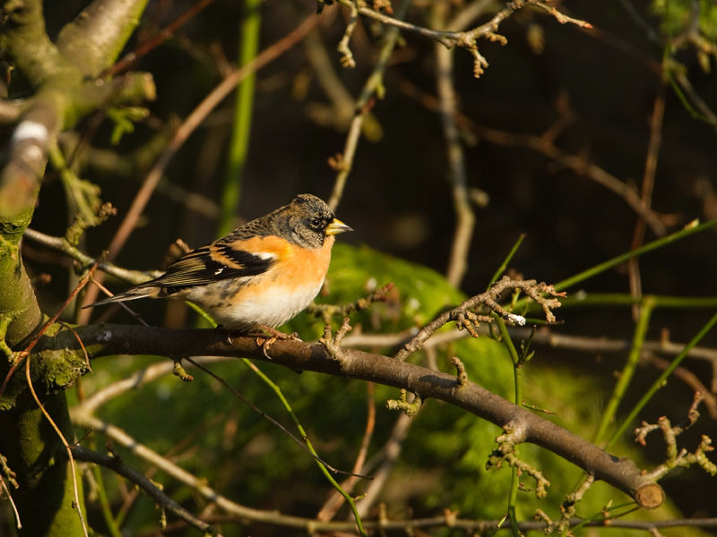 Fringilla montifringilla Brambling Keep